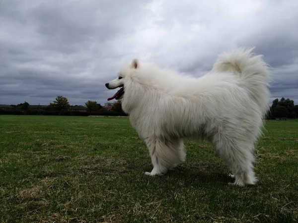 Samoyed Dog Rasowy Pies Parku Przyrody Zwierzęta Domowe Zbliżenie Tematy — Zdjęcie stockowe