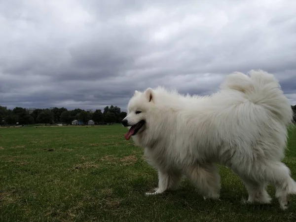 Samoyedo Perro Pura Sangre Perro Parque Natural Mascotas Primer Plano —  Fotos de Stock