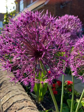 Allium Gigantium Çiçek Başlı Alium çiçeği karahindiba çiçeği yapılı su damlaları. Parlak renkli çiçekli duvar kâğıdı. yaz konsepti. 