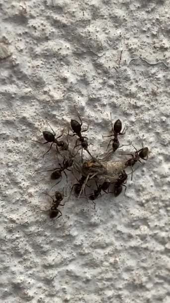 蚂蚁家族把一只死了的黄蜂带回蚂蚁窝 所有这些都有助于把它拖到墙上 — 图库视频影像