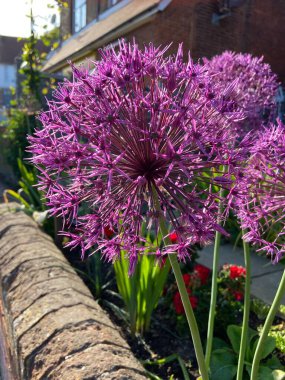 Allium Gigantium Çiçek Başlı Alium çiçeği karahindiba çiçeği yapılı su damlaları. Parlak renkli çiçekli duvar kâğıdı. yaz konsepti. 