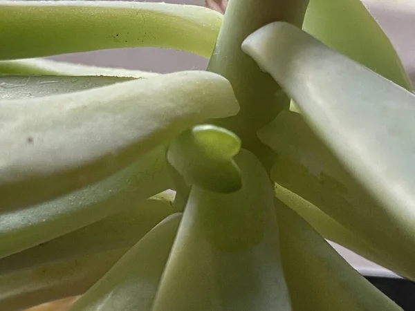 Echeveria Melaco New Buds Succulent Plant Widely Spread Leggy Leaves — Stock Photo, Image