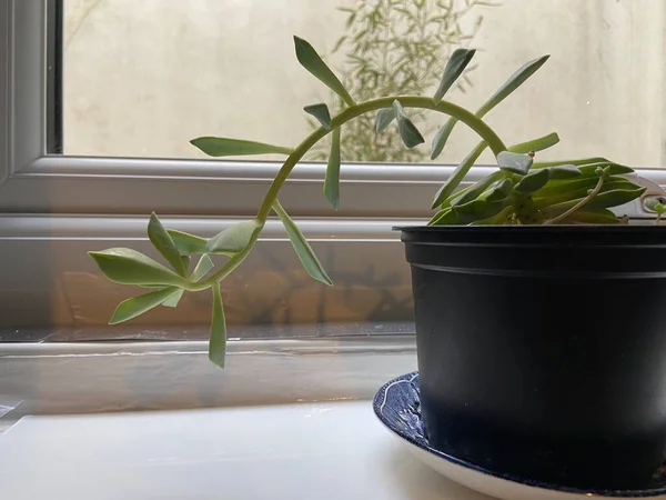 Echeveria Melaco Une Plante Succulente Avec Des Feuilles Pattes Largement — Photo