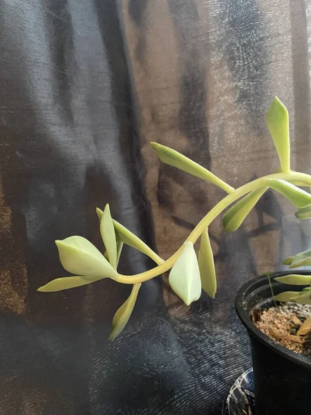 Echeveria Melaco Una Planta Suculenta Con Hojas Tallo Ampliamente Extendidos — Foto de Stock