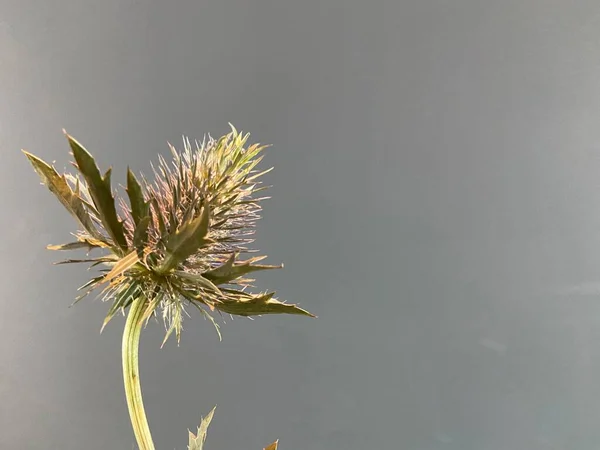 Cardo Púrpura Contra Fondo Gris Violeta Azul Con Espacio Copia —  Fotos de Stock