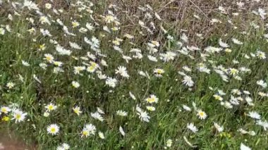 Rüzgarda uçuşan papatyalar 