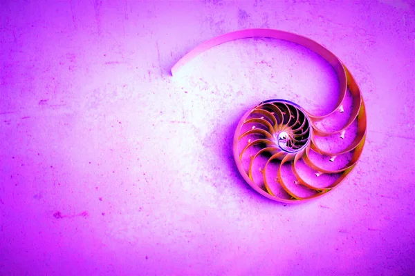 nautilus shell symmetry Fibonacci half cross section spiral golden ratio structure growth close up back lit mother of pearl close up ( pompilius nautilus ) purple violet