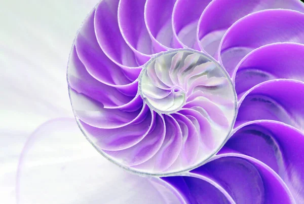 ノーチラスシェル対称フィボナッチ半分断面らせん状黄金比構造成長を閉じるバックパール紫紫色の母を点灯クローズアップ Pompiliusノーチラス — ストック写真