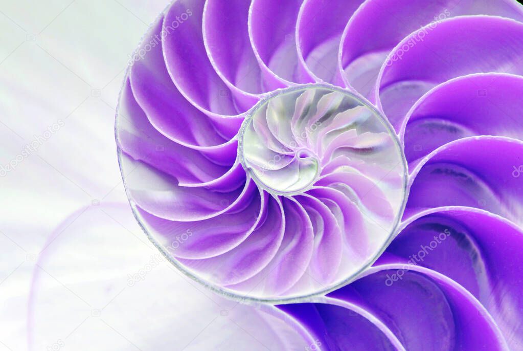 nautilus shell symmetry Fibonacci half cross section spiral golden ratio structure growth close up back lit mother of pearl purple violet close up ( pompilius nautilus )