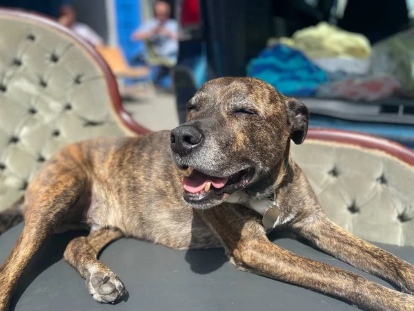 Brindle Tigre Bande Staffordshire Terrier Chien Couché Sur Une Chaise — Photo