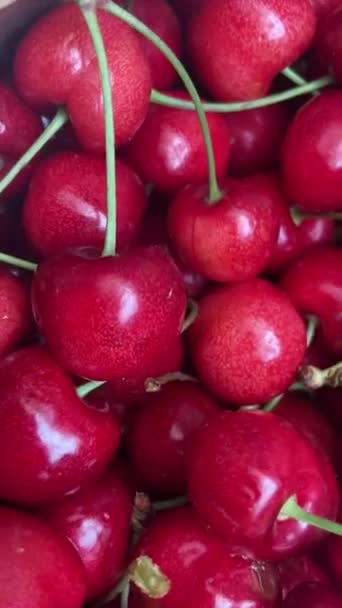 Sappige Natte Rode Kers Bird Cherry Bessen Achtergrond Volledig Scherm — Stockvideo