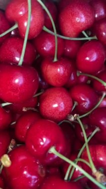 Olgun kırmızı kiraz arkaplanı. Kuş kirazı arkaplanı tam ekran stok video görüntüsü