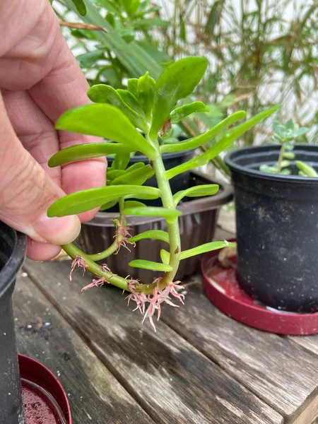 Aerial Root Succulent Stem Plant Havng Grown Aerial Root Absorb — Stock Fotó