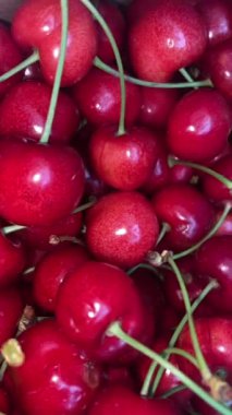  juicy wet red cherry background. Bird-cherry berries background full screen 