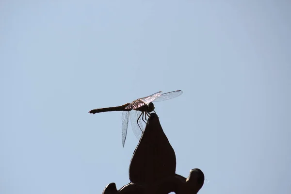 Dragonfly Female Ruddy Darter Close Face Looks Smiling Due Markings — Photo