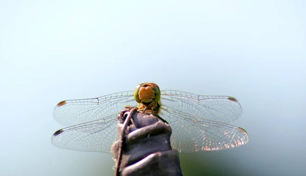 Dragonfly Female Ruddy Darter Close Face Looks Smiling Due Markings — Stock fotografie