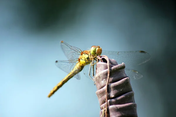 Dragonfly Female Ruddy Darter Close Face Looks Smiling Due Markings — Fotografia de Stock