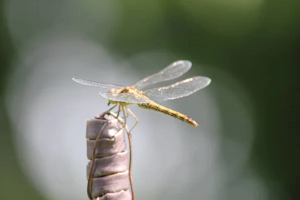 Libelle Vrouwelijke Roodharige Donkerder Close Van Het Gezicht Lijkt Glimlachen — Stockfoto