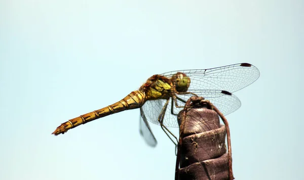 Dragonfly Female Ruddy Darter Close Face Looks Smiling Due Markings — стоковое фото