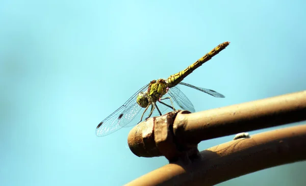 Dragonfly Female Ruddy Darter Close Face Looks Smiling Due Markings — 스톡 사진