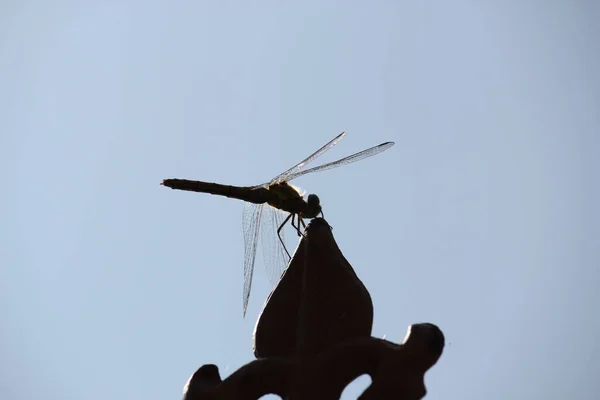 Dragonfly Female Ruddy Darter Close Face Looks Smiling Due Markings — Stockfoto