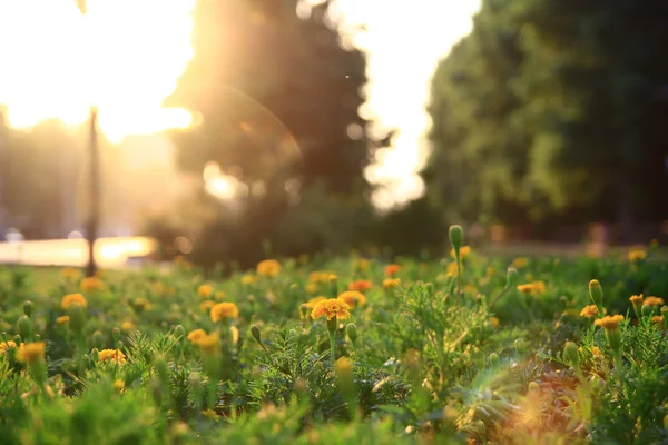 Günbatımında kadife