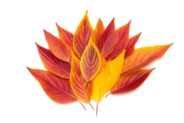 izole kırmızı yaprakları