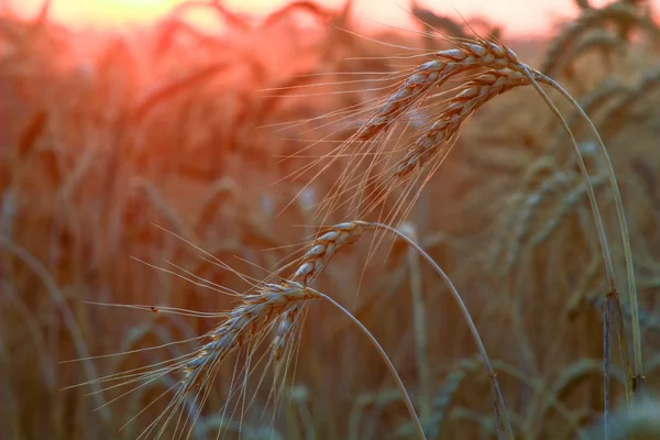 Ears of wheat — Stock Photo, Image