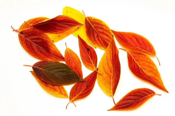 izole kırmızı yaprakları