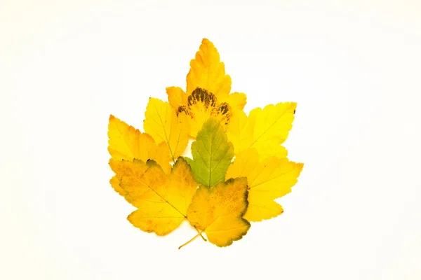 izole sarı yapraklar