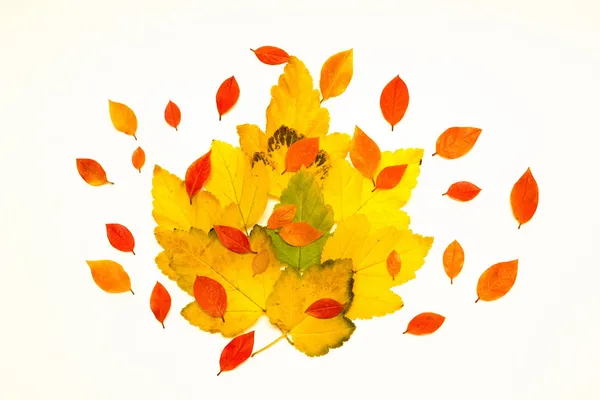 Isolated yellow leaves Royalty Free Stock Images