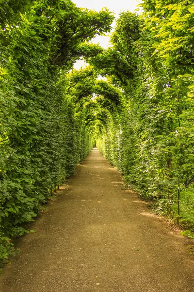 Green tunnel Stock Photo