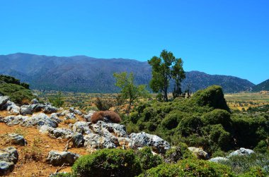 Omalos 'taki Beyaz Dağlar manzarası. Girit Adası, Yunanistan