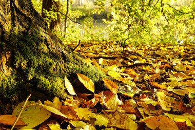Güneşin parladığı güzel bir sonbahar ormanının ayrıntıları. Ağacın yosunlu kısmı. Zemin sarı yapraklarla kaplı. Almanya, Baden-Wurttemberg.