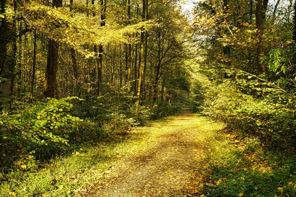 Bella Foresta Autunnale Con Sole Splendente Sentiero Ricoperto Foglie Gialle — Foto Stock