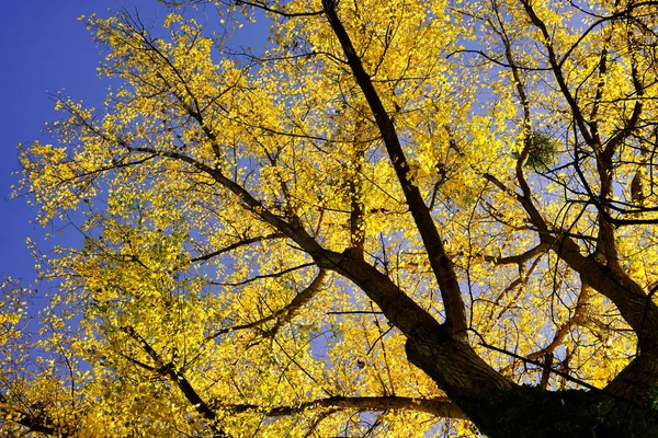 Detail Beautiful Autumn Tree Treetops Bright Yellow Leaves Blue Sky — Stock Photo, Image