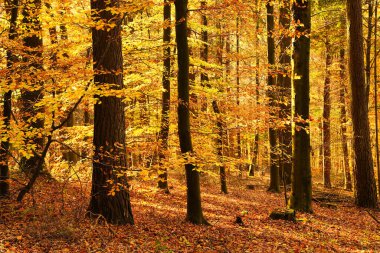 Güneşin parladığı güzel bir sonbahar ormanı. Zemin kuru yapraklarla kaplı. Almanya, Baden-Wurttemberg.