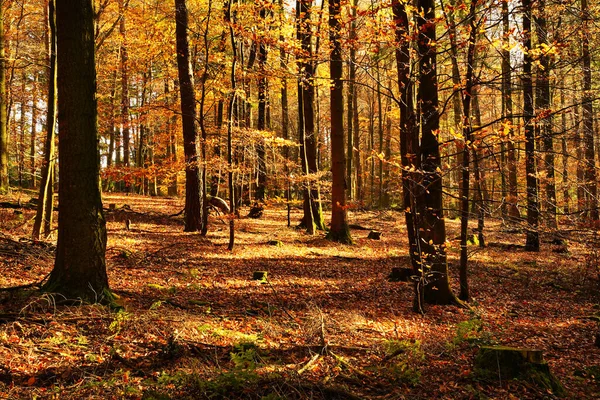 Bella Foresta Autunnale Con Sole Splendente Terreno Coperto Foglie Secche — Foto Stock