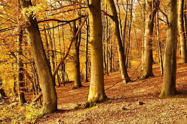 Bella Foresta Autunnale Con Faggi Sole Splendente Terreno Coperto Foglie — Foto Stock