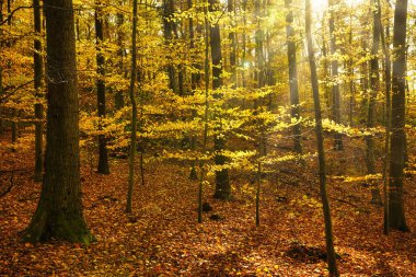 Картина, постер, плакат, фотообои "осенний лес с сияющим солнцем. земля покрыта сухими листьями. германия, вентспилсберг.", артикул 514971818