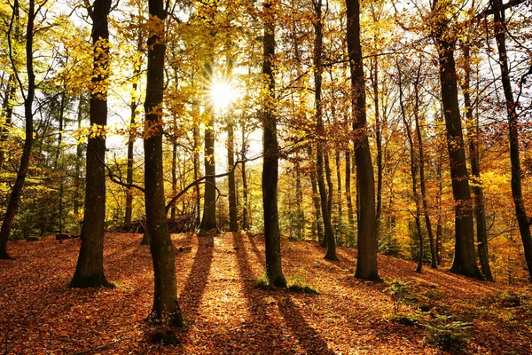 Bella Foresta Autunnale Con Sole Splendente Terreno Coperto Foglie Secche — Foto Stock