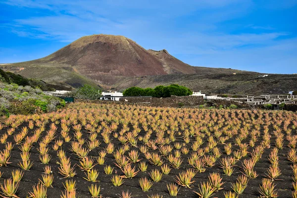 美丽的火山景观 前面有一个农场和一片芦荟田 西班牙加那利群岛兰萨罗特岛 从公共场所拍摄的图像 — 图库照片