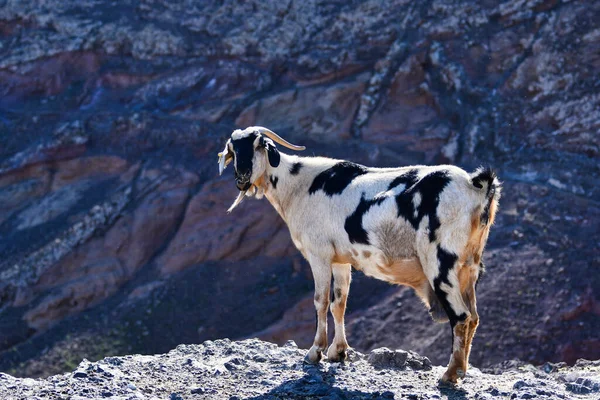 Una Cabra Blanca Negra Con Cuernos Estéril Paisaje Lanzarote España —  Fotos de Stock