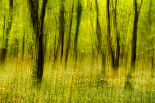 Part Forest Some Trees Picture Taken Blurred Moving Camera — Stock Photo, Image