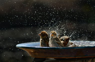 Bazı İspanyol serçeler (Passer hispaniolensis) seramik bir kasede banyo yapıyorlar, çok şirin görünüyorlar. Lanzarote, Kanarya Adaları, İspanya.