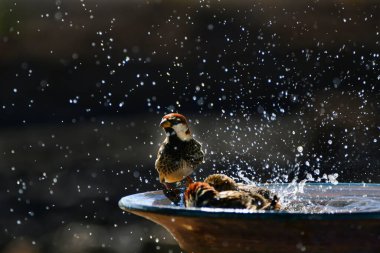 Bazı İspanyol serçeler (Passer hispaniolensis) seramik bir kasede banyo yapıyorlar. Kenarında bir erkek serçe oturuyor. Lanzarote, Kanarya Adaları, İspanya.