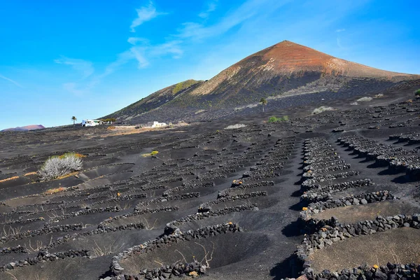 La Geria, Lanzarote 'da kışın şarap yetiştirilen bölge. Arka planda Montana Guardilama volkanı var. Kanarya Adaları, İspanya.