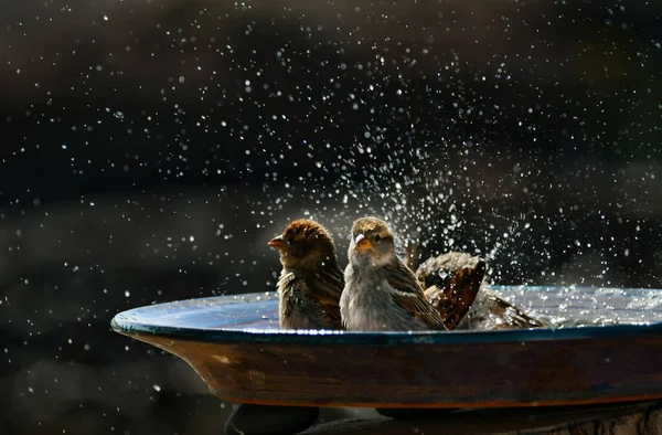 Some Spanish Sparrows Passer Hispaniolensis Taking Bath Ceramic Bowl Looking — Stock Photo, Image