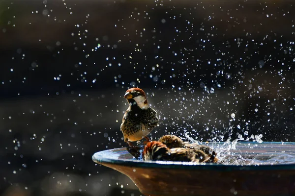 Alguns Pardais Espanhóis Passer Hispaniolensis Tomando Banho Uma Tigela Cerâmica — Fotografia de Stock