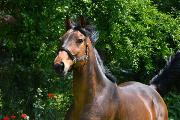 Beautiful Bay Warmblood Galloping Happily Green Meadow Some Red Poppy — Stock Photo, Image